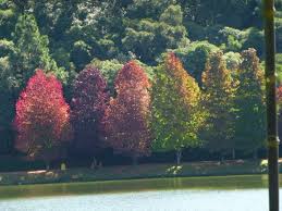 São francisco de paula is a city in the serra gaúcha of the state of rio grande do sul, brazil.the municipality covers about 3,289.7 km 2 (1,270.2 sq mi) and sits about 112 km (70 mi) from porto alegre.city population estimate for 2020 is 21,801. Outono No Lago Sao Bernardo Sao Francisco De Paula Rs Picture Of Lago Sao Bernardo Sao Francisco De Paula Tripadvisor