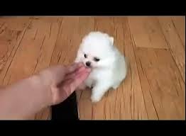 Tiniest And Cutest Teacup Pomeranian Puppy Video Dailymotion