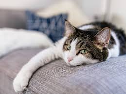However, if we put clothes on him, he will not be able to lick or lick the costume directly. How To Remove Dog And Cat Fur From Clothes Upholstery