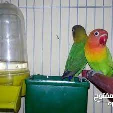 ببغاء فيشر للبيع للتفاصيل اتصلوا على الرقم 01228065001 للمزيد من الإعلانات والعروض المميزة تصفحوا الموقع أو حم لوا التطبيق الرابط في البيو السو parrot bird
