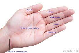 Mama mea sufera de dureri groaznice la mana stanga. Deget Wikipedia