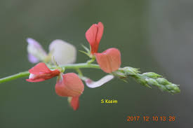 Image result for Indigofera subulata