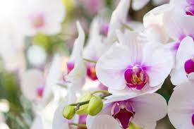 Si vous vous demandez comment donc bien arroser une orchidée, voici la réponse ! Faire Refleurir Une Orchidee Gamm Vert