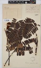 Image result for Platycoryne buchananiana