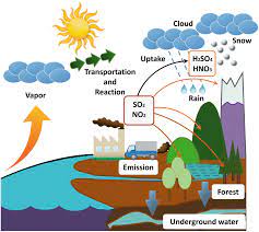 Effect Of Acid Rain On Plant Growth And Development Physiological And Molecular Interventions Springerlink