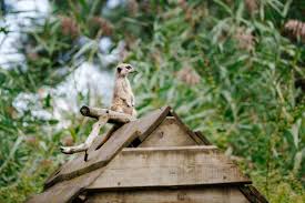 Discover the beautiful natural environs of safaripark beekse bergen in the province of brabant. Plattegrond Ontdek Het Safaripark Beekse Bergen