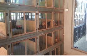 Maybe you would like to learn more about one of these? Sedikit Informasi Untuk Malaysian Serama Breeder Facebook