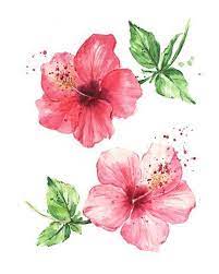 Hibiscus Flowers Watercolor Painting Hibiscus Drawing Watercolor Flowers Paintings Hibiscus Flower Drawing
