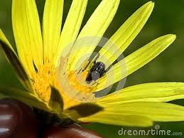 Black And White Striped Beetle A Close Up View Of A Small Black Beetle Eating Pollen From A Yellow Flower Yellow Flowers Flower Close Up Beetle