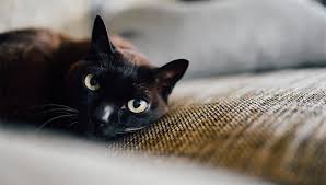 He even shared the screen with an animate charlie chaplin back in 1923, bring one of the most famous black cats together with the most famous actor at the time. Best Black Cat Names The Ultimate List 109 Ideas