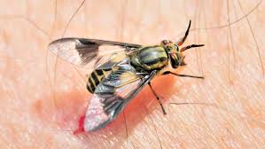 Extensive line of professional control products. How To Control Biting Flies Biting Fly Repellent Tactics Ortho