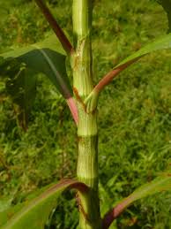 Image result for Persicaria senegalensis