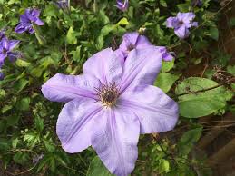 Image result for Clematis commutata