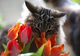 A Cat Smells A Tulip On A Sunny Spring Day In Dortmund Germany On March 17 Cats Smelling Animals Funny Animals