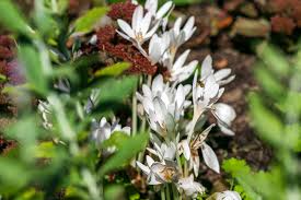 Image result for Colchicaceae