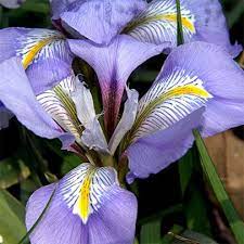 Party Time Excellent Winter Plants Iris Perennial Plants