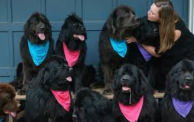 Über 7 millionen englische bücher. Dog Mom Has 9 Newfoundlands Huge Online Following And Her Own Meme Lifestyle Gazette Com