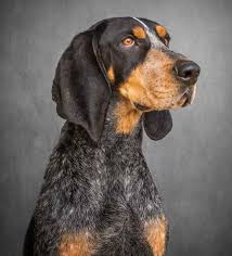 Black And Tan Coonhound Rescue Tennessee Pin On My Writing