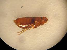 When to use what treatment how to use spot on flea and tick compare: What Does A Flea Flea Egg And Flea Larva Look Like