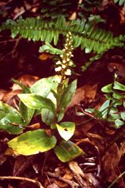 Image result for Goodyera afzelii