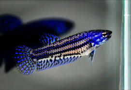 Betta Fish Types In 2020 With Images Betta Fish Types Betta Betta Fish