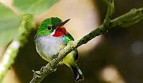 Aves Endemicas De Puerto Rico 2020 Morovis norte, solar en morovis, puerto rico. aves endemicas de puerto rico 2020