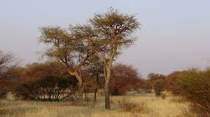 Image result for Acacia erioloba