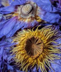 Image result for Nymphaea nouchali