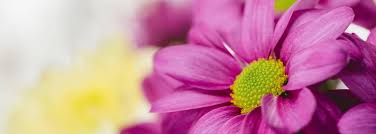Schedule flowers by yukie in wilmington, delaware (de) for your event. Best Flower Shops In Wilmington Best Wilmington De Florists
