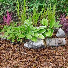 A mulch is a layer of material applied to the surface of soil. Buy Woodland Mulch And Ornamental Bark Online Bark Uk Online