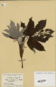 Image result for Musanga