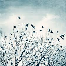 Birds Flying In The Sky Birds Flying Photography Light Blue Grey White Black Sky Print Nature Photo Pale Wall Art Gray Fly Pic Birds Flying Photography Black And White Birds Sky Art