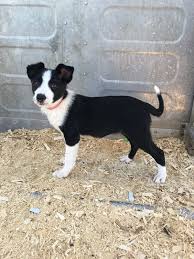 Our dogs are ranch raised, well socialized and we run full panel genetic testing on all of our dogs (all our dogs are 100% clear on full panel genetic testing). Smooth Coat Border Collie Breeder Online Shopping