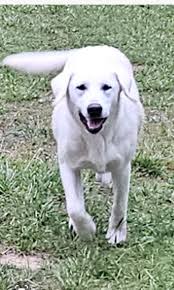 Lost dog in Buckley, name Oslo