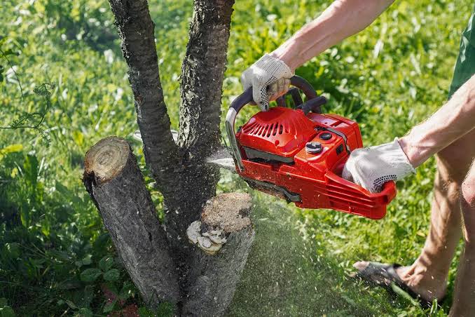 Tree removal service for damaged or unwanted trees