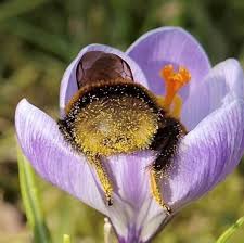 3.1 repel bumblebees with professional help. Cute Bumblebee Stuck Their Heads Inside The Flower And Show Off Their Butts Design Swan