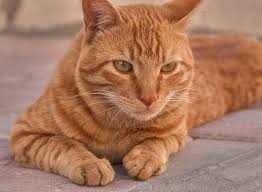 Arabian mau cats are almost always on the move; Photo 1172 15 Brown Arabian Mau Cat In Dar Al Salam Compound Abu Hamour Area Doha Qatar Domestic Cat Ginger Cats Cats