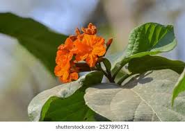 Image result for Cordia sp.A.