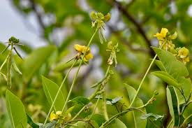 Image result for Vigna luteola