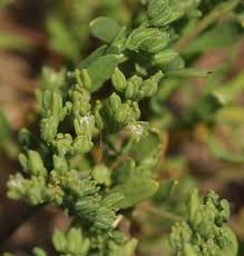 Image result for Polycarpon prostratum