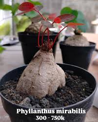 Image result for Phyllanthus martinii