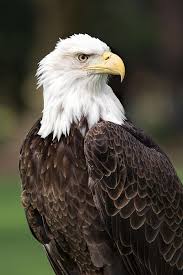 American Bald Eagle Bald Eagle American Bald Eagle Eagle