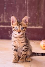 It is a cross between a serval and a domestic cat. 20 Most Expensive Cat Breeds In The World Crazy Rich Pets
