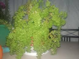 Image result for Pilea microphylla