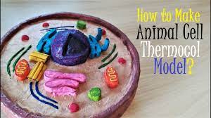 The other features only letters next to each cell part, making it a natural tool for your child to. How To Make Animal Cell Model Youtube