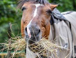 The How And Why Of Soaking Hay Horse Journals