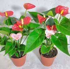 Two Mother S Gift Summer Special Hawaiian Red Anthurium Plant 8 10 Inches Anthurium Plant Anthurium Plants
