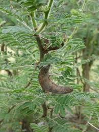 Image result for Acacia gerrardii
