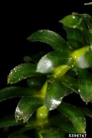 Image result for Hydrilla