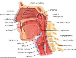 Session 4 orbit and nasal cavity. Anatomy Of Nasal Cavity Anatomy Drawing Diagram